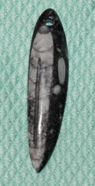 Orthoceras