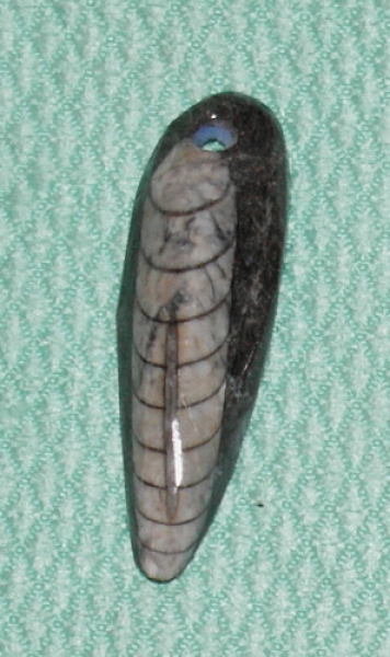 Orthoceras