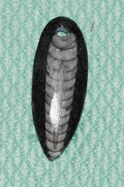 Orthoceras