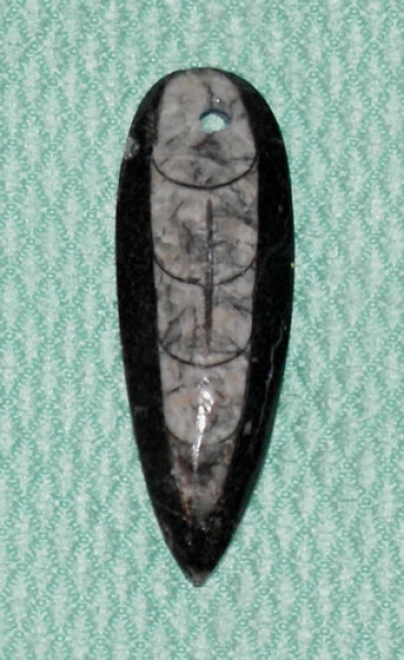 Orthoceras