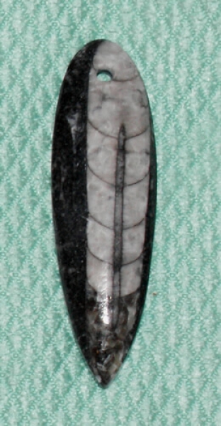 Orthoceras