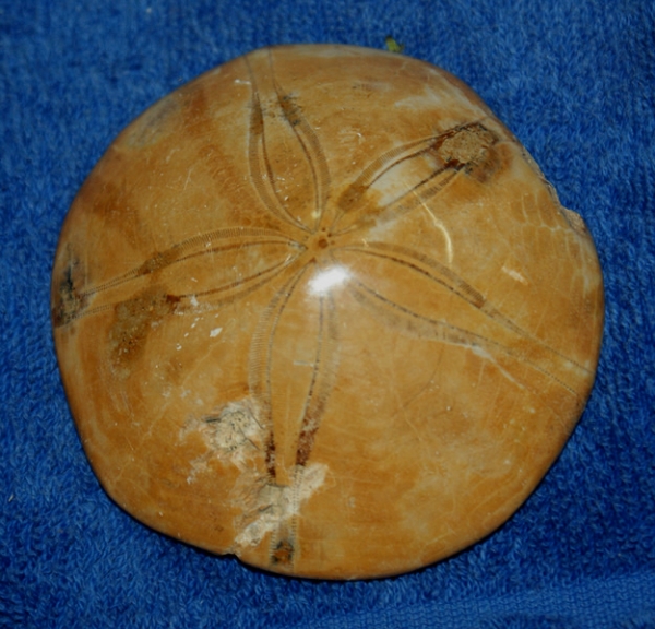 Seeigel versteinert