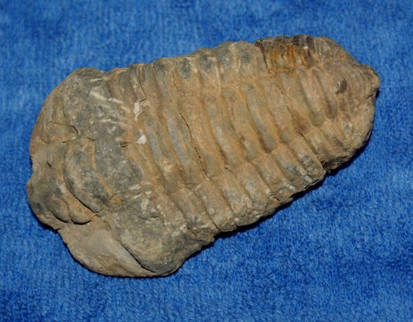 Trilobit Calymene