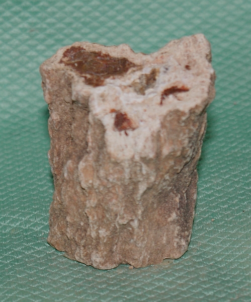 Versteinertes Holz Madagaskar