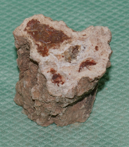 Versteinertes Holz Madagaskar