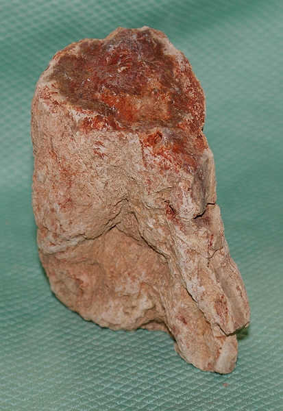 Versteinertes Holz Madagaskar