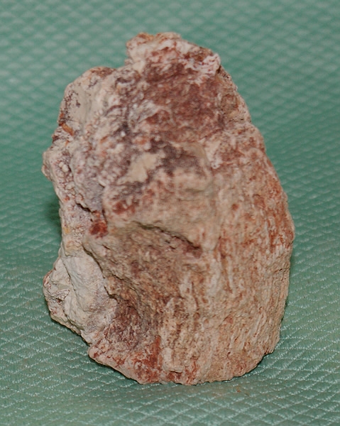 Versteinertes Holz Madagaskar