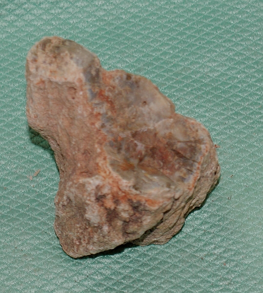 Versteinertes Holz Madagaskar