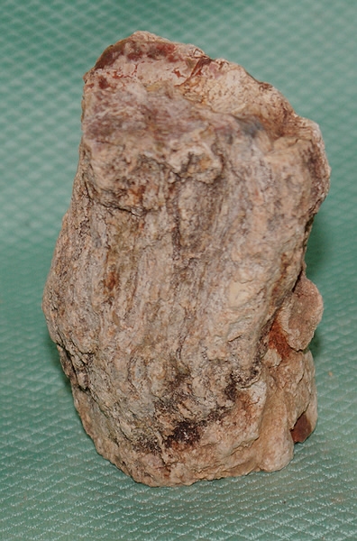 Versteinertes Holz Madagaskar