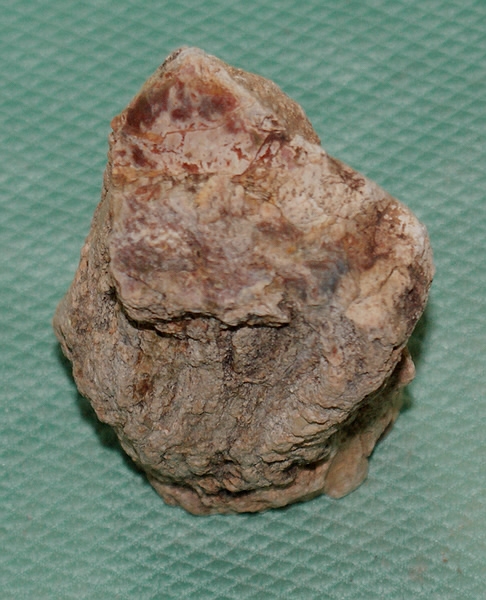 Versteinertes Holz Madagaskar