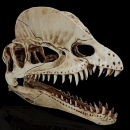 Dilophosaurus Ryrannosaurus