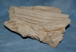 Versteinertes Holz Indonesien