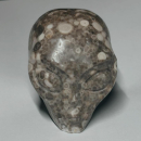 Crinoid Fossil Alien Skull