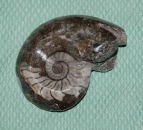 Goniatiten