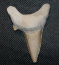 Megalodon