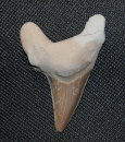 Megalodon
