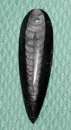 Orthoceras