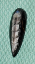 Orthoceras