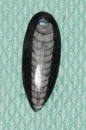 Orthoceras