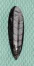 Orthoceras